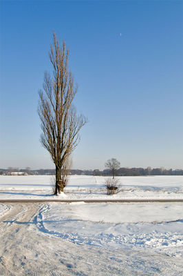 Stare drzewo
przy drodze na Rydzyno
