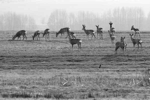 Łąki w Radziwiu
spotkanie z sarnami
