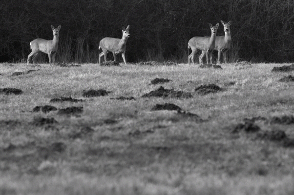 Łąki w Radziwiu
spotkanie z sarnami
