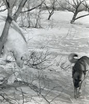 POWÓDŹ - Radziwie.
