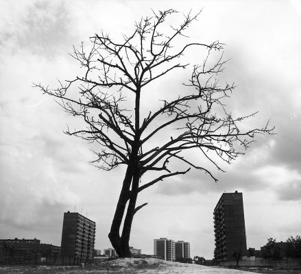 Stara Jabłoń.
W tym miejscu znajduje się obecnie Aleja Roguckiego.
