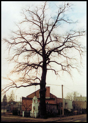 Kapliczka.
Płock - Radziwie. Kapliczka z roku 1854 i pomnik - dąb z tabliczką: "Wspomnij przechodniu, i poleć Bogu w modlitwie Tych Wszystkich, którzy oddali życie za wolność i niepodległość Rzeczypospolitej Polskiej. Ich męczeństwo symbolizuje "Dąb Wolności" zasadzony dla upamiętnienia dnia 11 listopada 1918, w którym Polska odzyskała niepodległość. Przyjmij Ich Panie, na wieczną wartę do Swego Królestwa". Parafia św. Benedykta.
