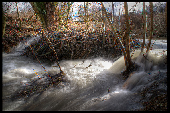 Żeremie w jarze Brzeźnicy

