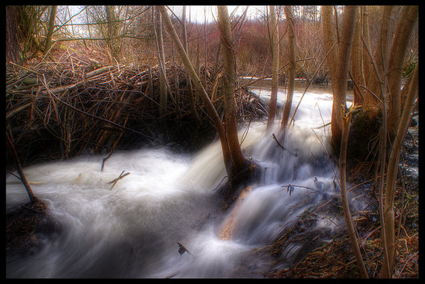 Żeremie w jarze Brzeźnicy
