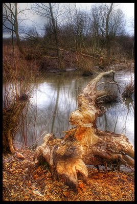 Ścięte drzewo nad rozlewiskiem w jarze Brzeźnicy
