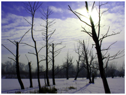  Martwa przyroda
Uschnięte drzewa w pobliżu stawów glonowo-trzcinowyych przy ul. Długiej - wybaczcie lekkie rozmycie.
