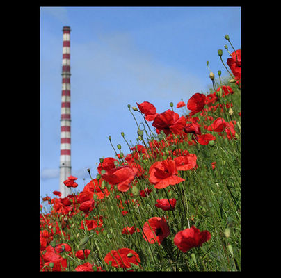 ...
nie miałem pomysłu na tytuł więc proszę Was o pomoc, oczywiście jeśli przejdzie do galerii ;)
