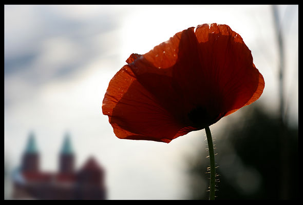 Pradolina Wisły ;)
makowa panienka spoglądająca na bazylikę katedralną ;)
