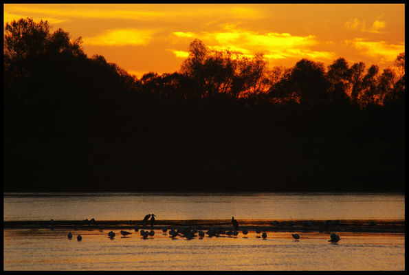 nad Wisłą...Borowiczki
