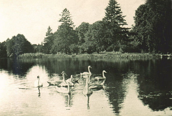 Łabedzie na stawie przed zamkiem.
Nowy Duninów. Fotografia ze zbiorów Jana Berlińskiego z Woli Brwileńskiej.
