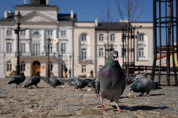 Gołębie na Starówce

