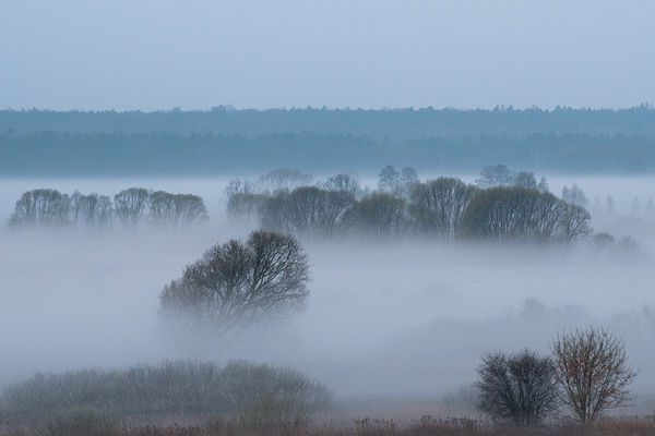 poranna mgła w Radziwiu
