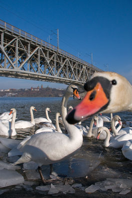 Łabędzie nad Wisłą
