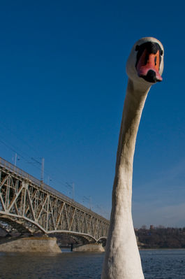 Łabądź nad Wisłą  ;)
