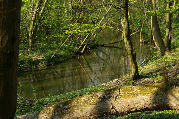 rz. Brzeźnica - Jar Brzeźnicy
