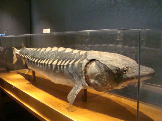 Muzeum Mazowieckie - gości wita jesiotr
X wieków Płocka - W roku 1934 Jesiotr został przez rybaków zabity i w niedzielę ub. przewieziony do gmachu T-wa Naukowego "Pod Opatrznością ". Do rozebrania tego niezwykłego w Płocku okazu prezes towarzystwa, p dr. Al. Maciesza zaangażował specjalistów


Słowa kluczowe: eksponat