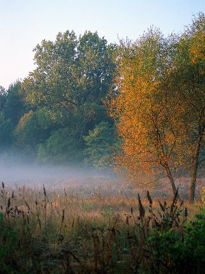 nadwiślańskie łęgi
