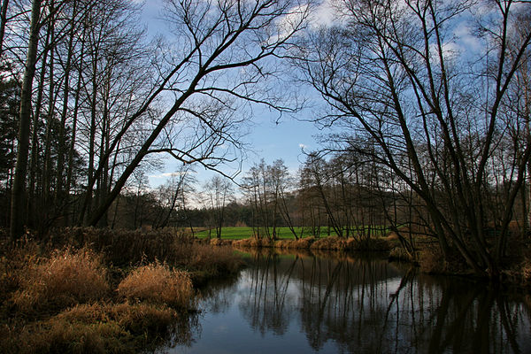 Rzeka Skrwa w Radotkach
