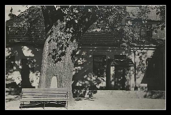 Dom i dąb Włądysława Broniewskiego
