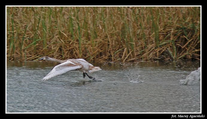 Pełen odlot ;)
rz. Skrwa w okolicach Cierszewa
