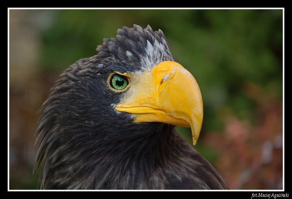 Orłan
Płockie ZOO
