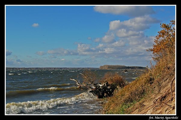 Wisła na wysokości Brwilna

