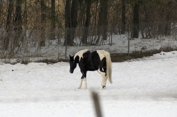 Konie... przy Goscincu
