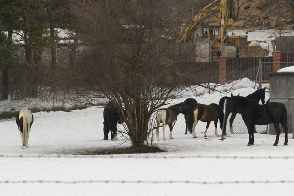 Konie... przy Goscincu
