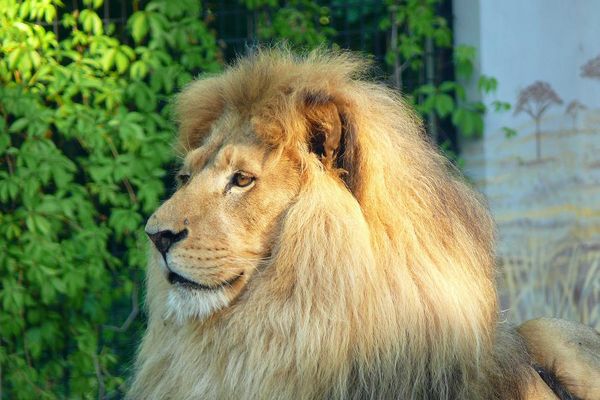 Król Sawanny... w Płockim ZOO
