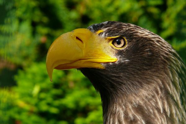 orłan z płockiego ZOO
