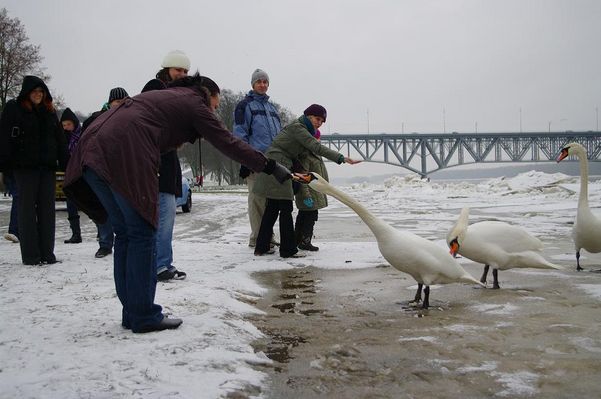 Wisła 2.01.2010
poranne karmienie łabędzi
