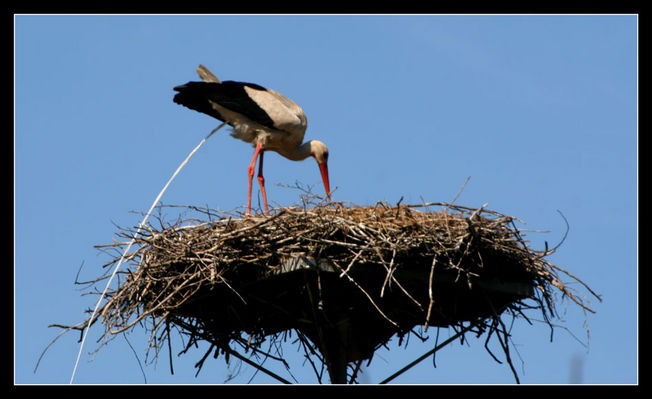 BOCIAN Z PRADOLINY
Okolice Wykowa
Każdemu po jedzeniu należy się wypiąć w WC ;)

