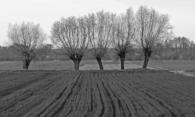 Drzewa
Rydzyno pod Płockiem
