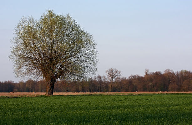 Drzewo
Okolice Rydzyna
