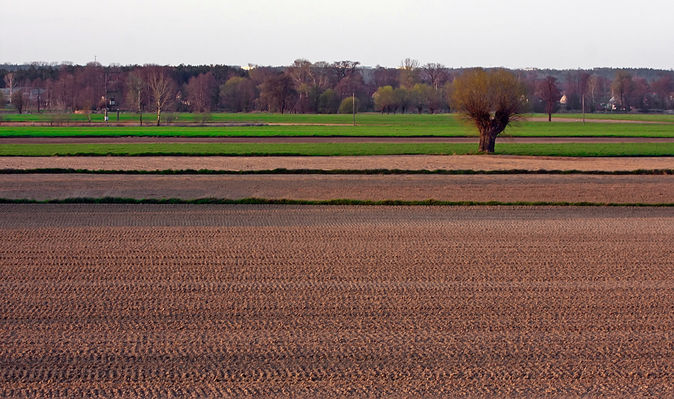 Pola
Okolice Rydzyna
