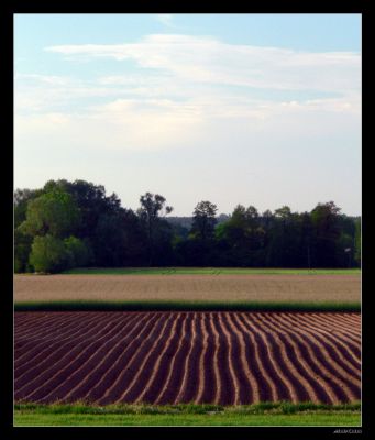 Na wsi
Zdjęcie wykonano pomiędzy Borowiczkami a Rydzynem
