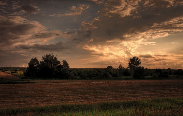 Radziwskie pola
Widok w stronę Radziwia z wału przeciwpowodziowego.
