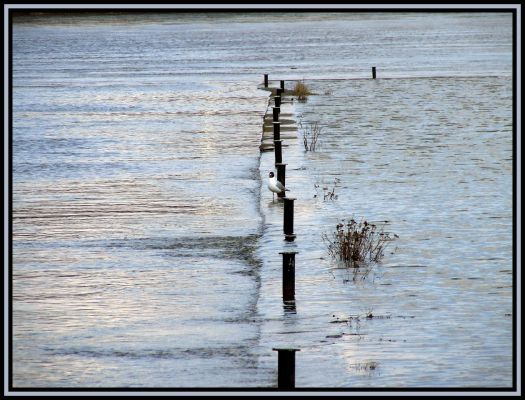 Wiosenny przybór wody w Wiśle
