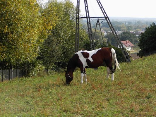 Ulica Gościniec
Słowa kluczowe: ulica Gościniec
