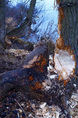 Drzewa nad Wisłą zniszczone przez bobry - Cholerka
Słowa kluczowe: Wisła, rzeka, bobry
