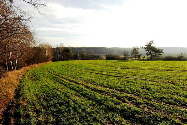 Mazowieckie pole
okolice Radotek.
