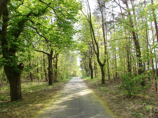 Las w Soczewce prz jednostce wojskowej
