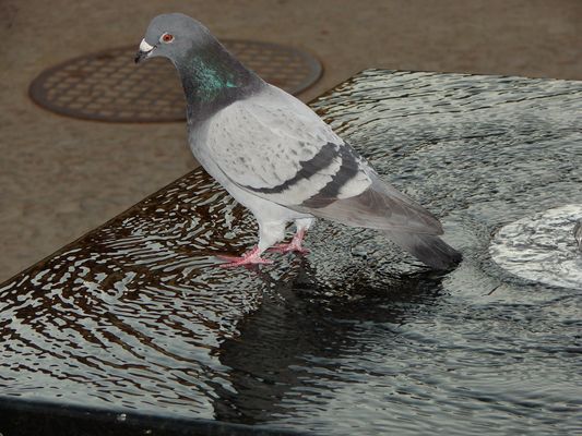 Gołąbek na fontannie   na Tumskiej
