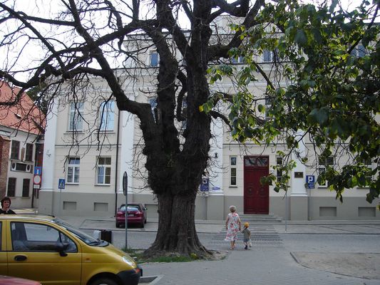 Tego drzewa niedługo już nie będzie. Niestety uschło.
Szkoda!!!
