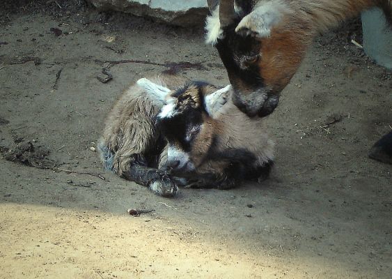 zwierzęta z płockiego ZOO - kozy ; pierwszy buziak od mamusi :)
