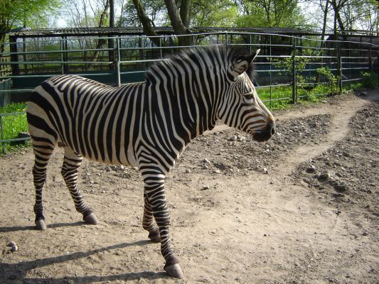 zwierzęta z płockiego ZOO - zebra
