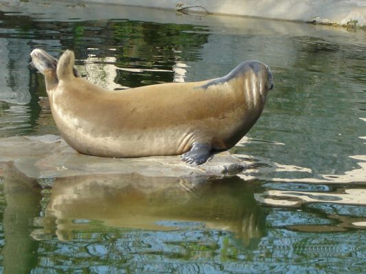 zwierzęta z płockiego ZOO - foka; sezon grzewczy :)))
