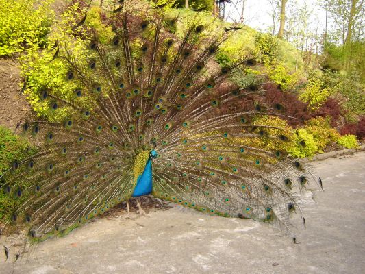 zwierzęta z płockiego ZOO - paw
