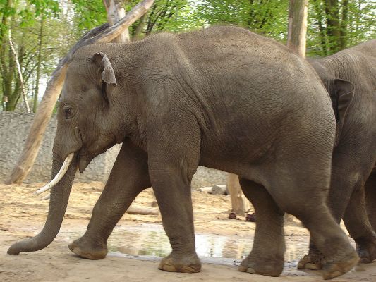 zwierzęta z płockiego ZOO - słoń
