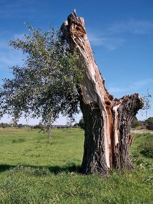 Wierzba w Popłacinie
i Płock na horyzoncie
Słowa kluczowe: Popłacin